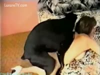 Black dog pounding a naughty beastiality babe